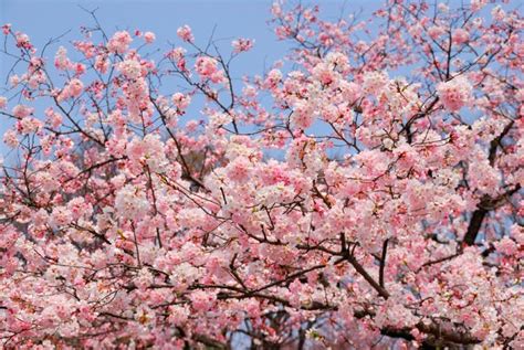 Prunus X Yedoensis Akebono Yoshino Cherry