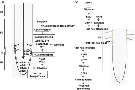 Auxin And Ethylene Synergistically Inhibit Root Elongation And Promote