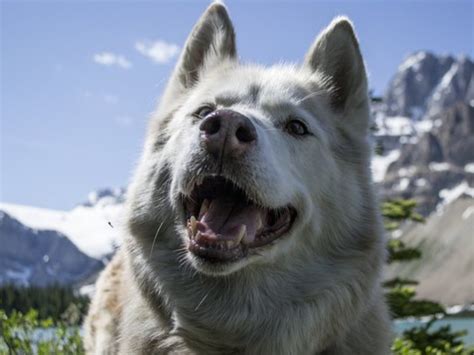 Coreia do Sul aprova lei que proíbe consumo de carne de cachorro