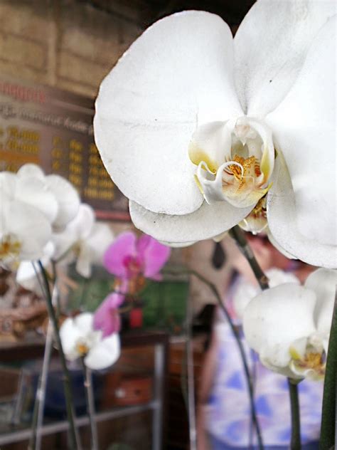 Some White Flowers Are In A Glass Vase