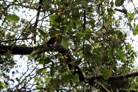 Bakul flowers - Random Photography
