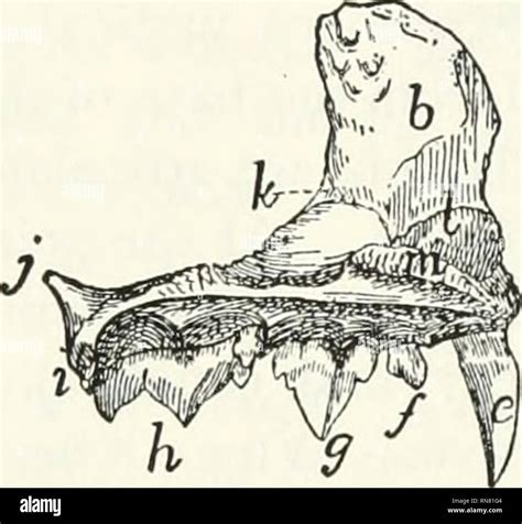 Nasal concha hi-res stock photography and images - Alamy