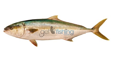 Yellowtail Kingfish | Get Fishing