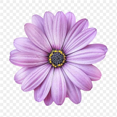 Purple Daisy Png