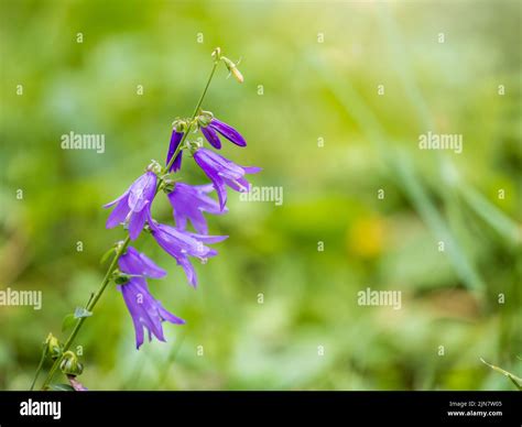 Campanula Rapunculoides Creeping Bellflower Or Rampion Bellflower Is