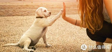 人类驯化狗已有一万年的历史｜胡子带你了解工作犬、展示犬，浅谈宠物狗狗的行为纠正～ 狗咬胶 什么值得买