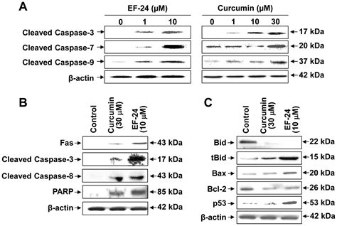 Induction Of Apoptosis By Diphenyldifluoroketone In Osteogenic Sarcoma