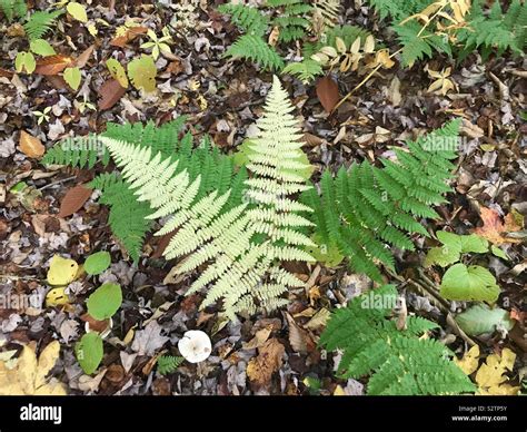 Shades of green Stock Photo - Alamy