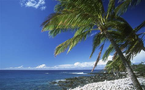 1920x1080px 1080p Free Download Hawaiian Palm Beach Tree Ocean