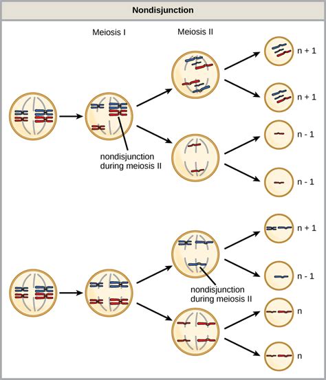 Chromosomal Basis Of Inherited Disorders Biology I