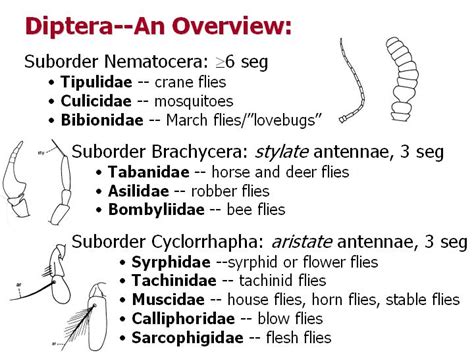 Diptera: flies