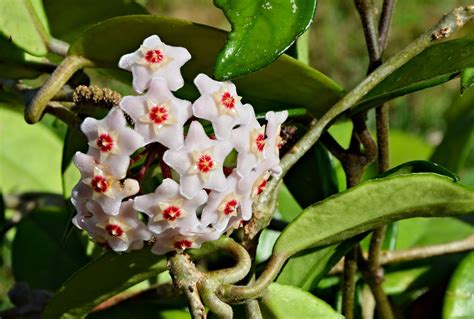 Hoya Carnosa Picturethis