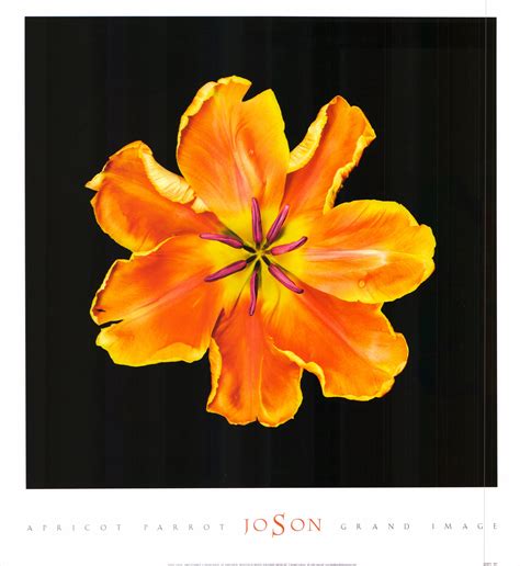 Apricot Parrot, 2005 by Joson - 20 X 22 Inches (Art Print) – Artistica
