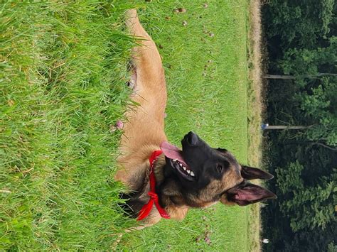 De Race Berger Belge Malinois Disponible Pour Saillie Petite Annonce