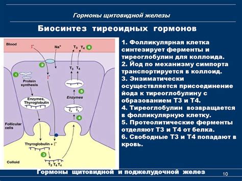 Гормоны щитовидной и поджелудочной желез. (Лекция 13) - презентация онлайн