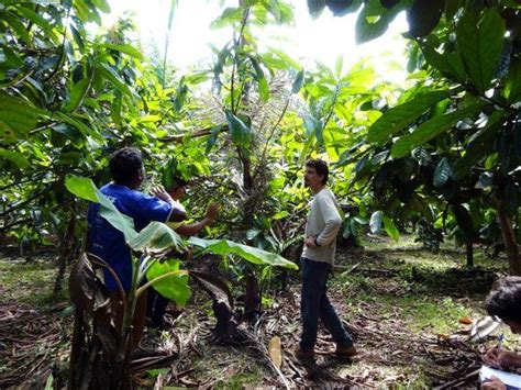 Ventajas De Implementar Sistemas Agroforestales Frente A La