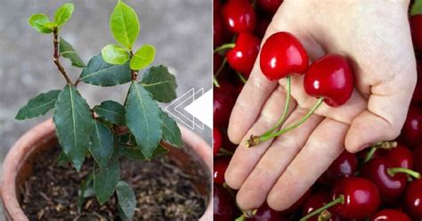 Cerejas o caroço é suficiente para dar origem a uma nova planta em 7