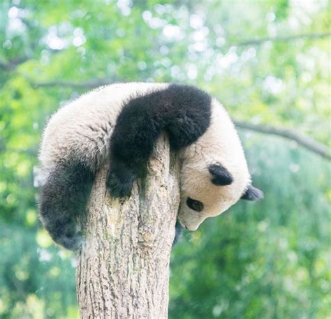 「panda」おしゃれまとめの人気アイデア｜pinterest｜lynne Shapiro シャンシャン パンダ パンダ シャンシャン