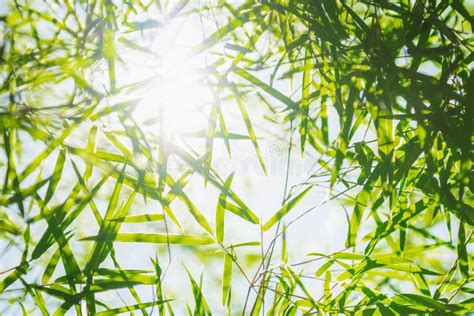 Fundo De Bambu De Folha Verde Sol Imagem De Stock Imagem De Beira