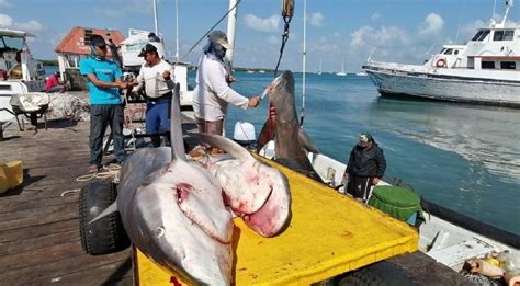 Pescadores De Isla Mujeres Denuncian Presi N Para Prohibir La Pesca De