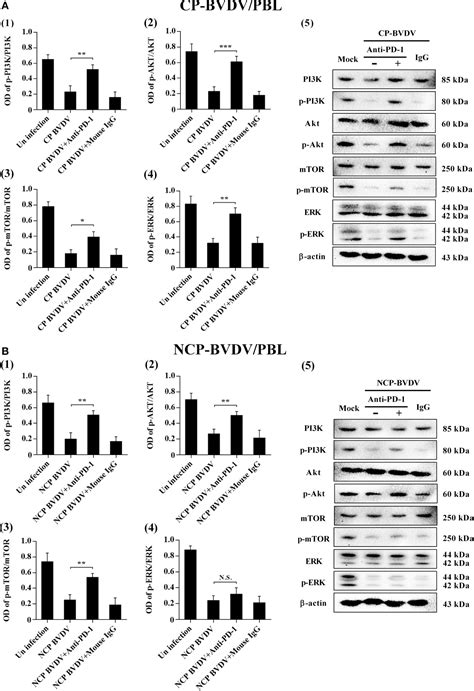 Frontiers Pd Blockade Restores The Proliferation Of Peripheral