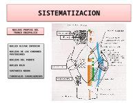 Pptx Configuracion Y Sistematizacion Del Tronco Encefalico Dokumen Tips