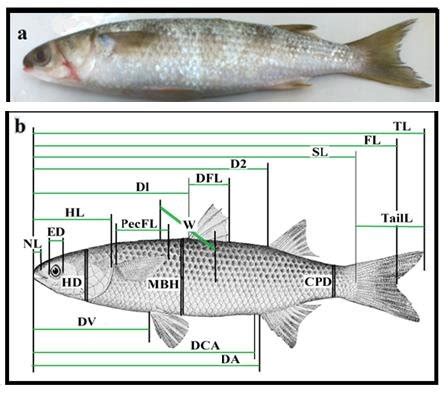 a. Illustration the Mugil cephalus which used in the present study and... | Download Scientific ...