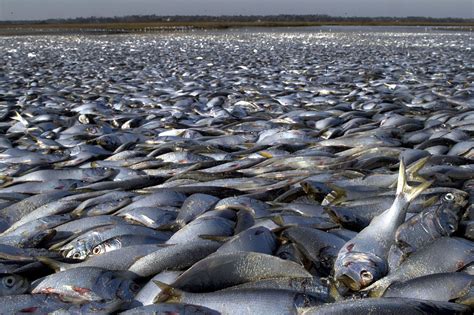 Mortandad De Peces Por Ausencia De Ox Geno Radiofonica