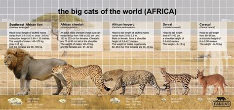 The Big Cats Of The World Africa Big Cats African Wild Cat Africa