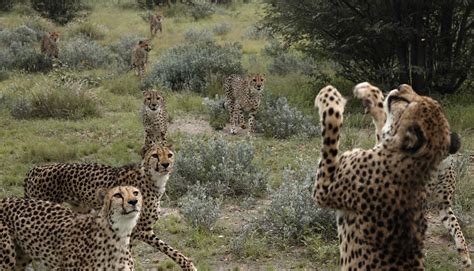 Wildlife Photography Exhibition Natural History Museum : Wildlife ...