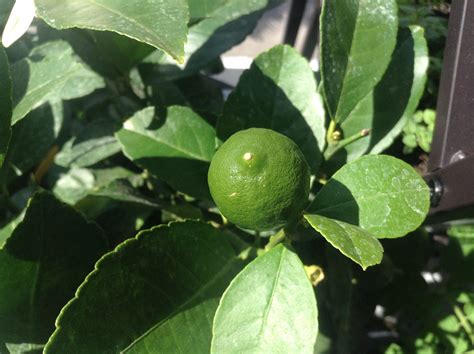 Growing Organic Lemons And Limes Organic Lemons Grow Organic Lime