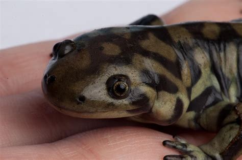 Jareddavidsonphotography Tiger Salamander Pictures