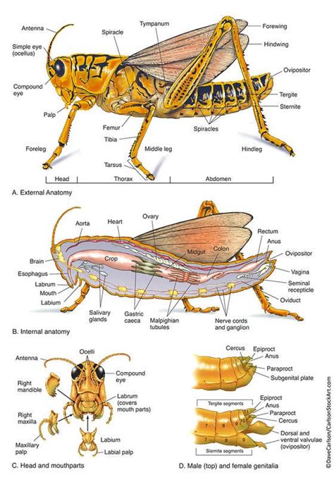 Grasshopper Dissection Labeled