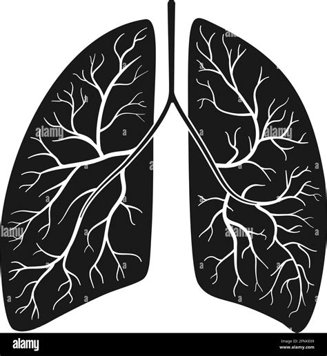 Anatomical Human Lungs In Vector Illustration Stock Vector Image And Art