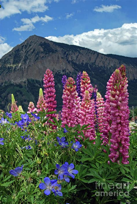 mount crested butte colorado photograph  steffani greenleaf fine