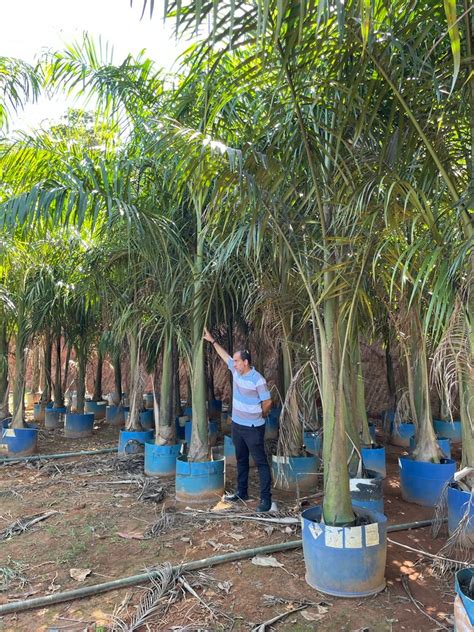 Palmeiras Curitiba Plantas Adultas