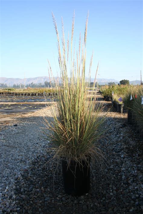 Muhlenbergia Rigens Deergrass