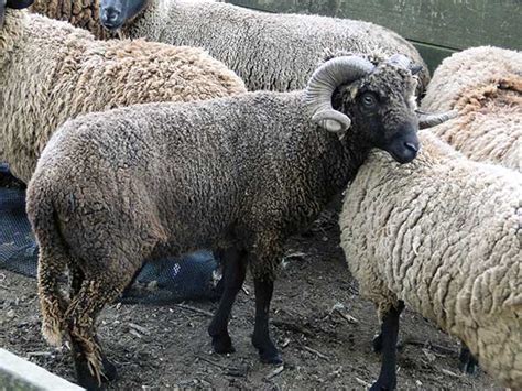 New Zealands Five Rare Feral Sheep Breeds