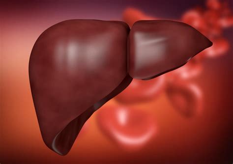 Enlarged Liver Addressing Causes Symptoms And Management