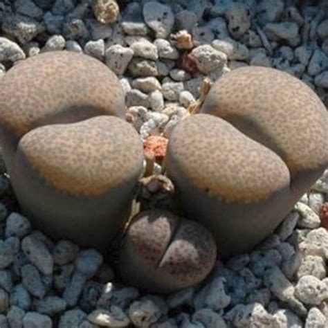 Dinteranthus Vanzylii Living Stone Rare Succulent Seeds Etsy