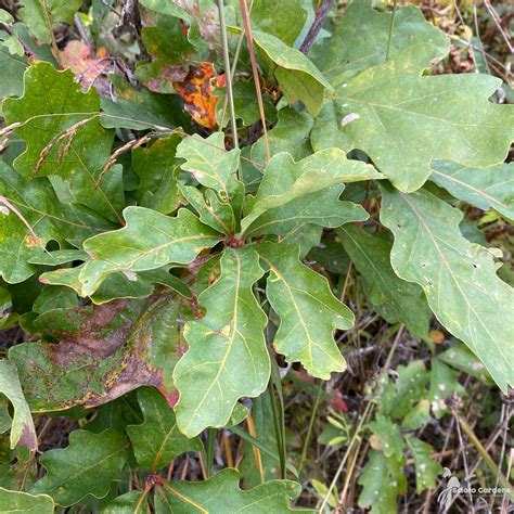 Quercus Alba 2 White Oak Scioto Gardens Nursery