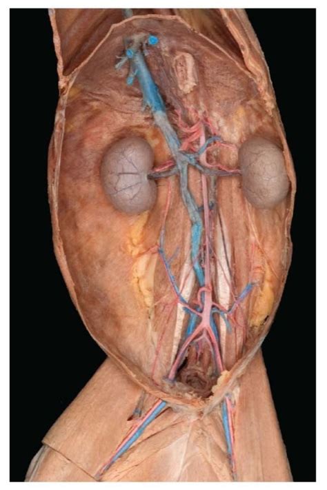 Lower Major Blood Vessels Of Cat Diagram Quizlet