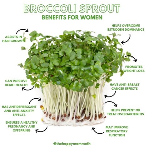 Broccoli Sprouts Benefits