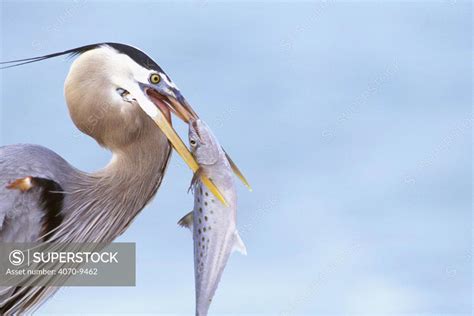 Great Blue Heron Ardea Herodias Eating Spanish Mackerel Fish