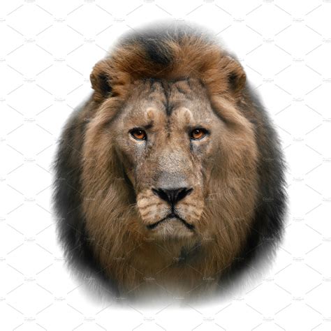 Lion face on white background | Animal Stock Photos ~ Creative Market