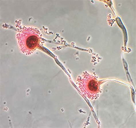 PNNL: Chemical Probe Finds Fungal Organism Function