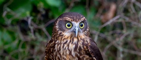 Ruru Morepork New Zealands Native Owl Auckland Zoo