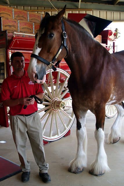 The Sowell Life Budweiser Clydesdales Clydesdale Horses Budweiser