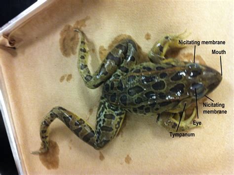 Frog Dissection - Biology 11 Honours - Animalia Labs