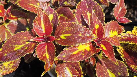 Coleus Flame Nettle Solenostemon Scutellarioides Oxley Nursery